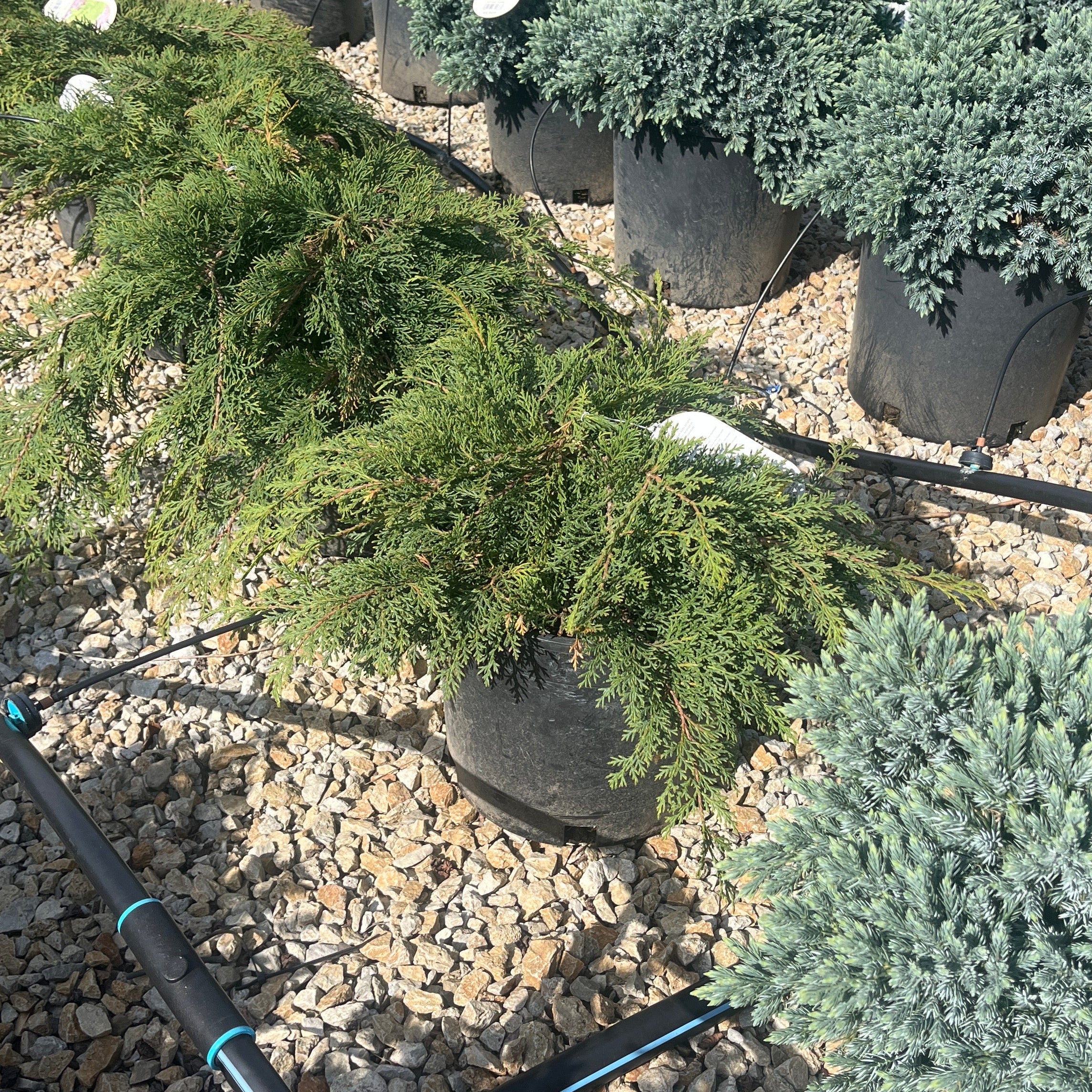 Russian Cypress - Microbiota decussata - 3 Gallon Potted Shrub