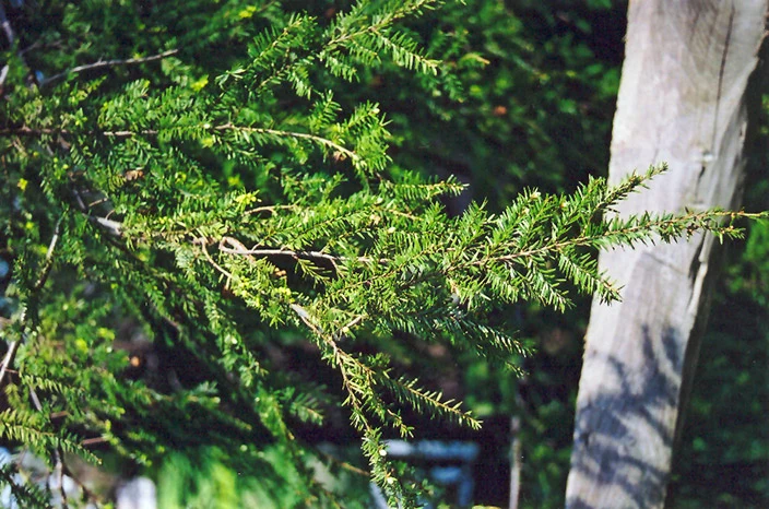 Canadian Hemlock - Tsuga canadensis 'Eastern' - Ball & Burlap Tree (Multiple Sizes) - Image 5