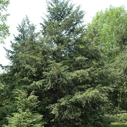 Canadian Hemlock - Tsuga canadensis 'Eastern' - Ball & Burlap Tree (Multiple Sizes) - Image 6