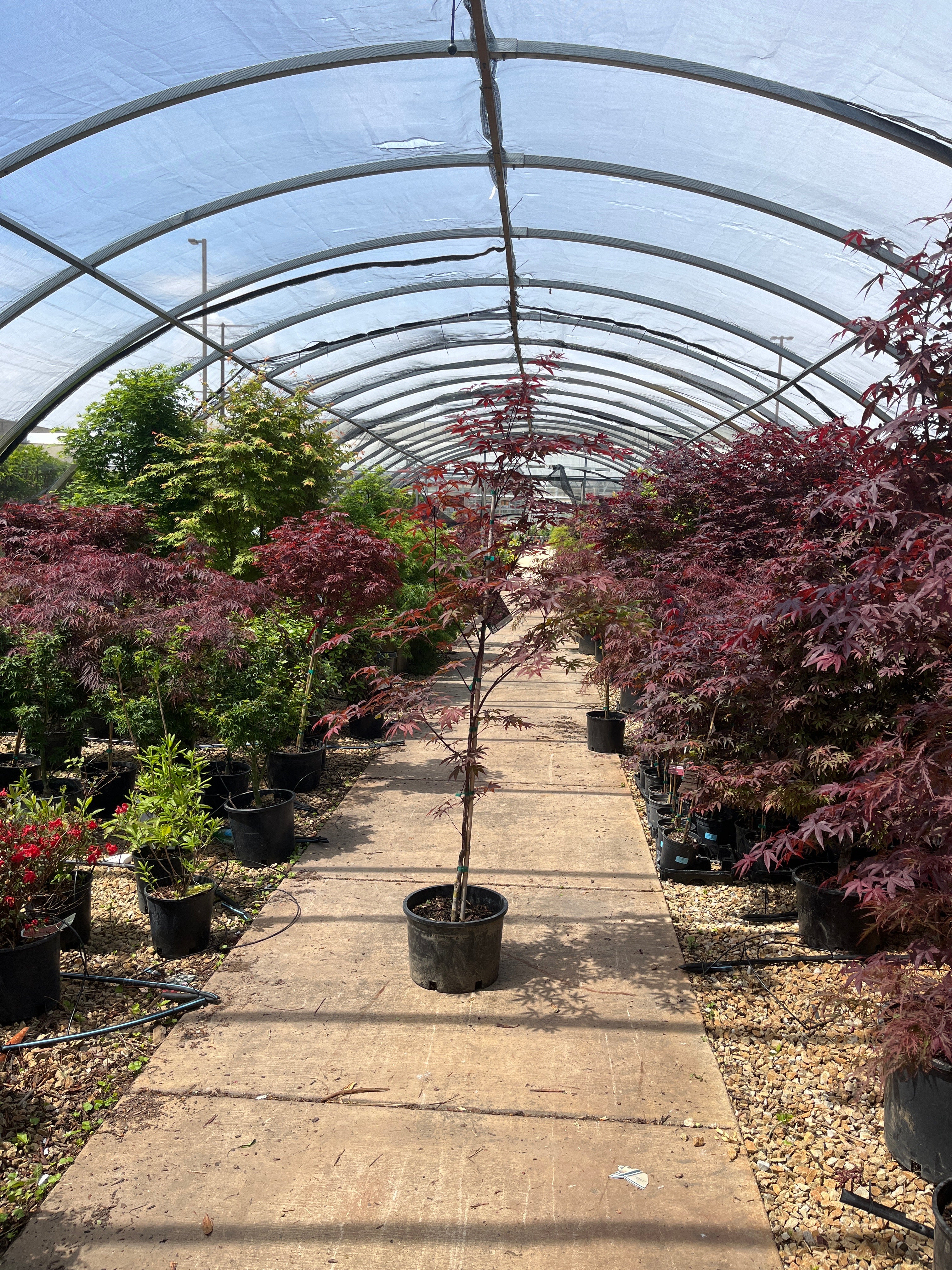 Red Laceleaf Japanese Maple - Acer palmatum 'Dissectum Red Select' - 6 Gallon Potted Tree - Image 2