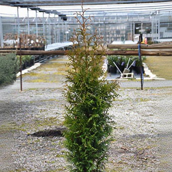 Northern Spire Giant Arborvitae - Thuja plicata - Ball & Burlap Tree (Multiple Sizes) - Image 4