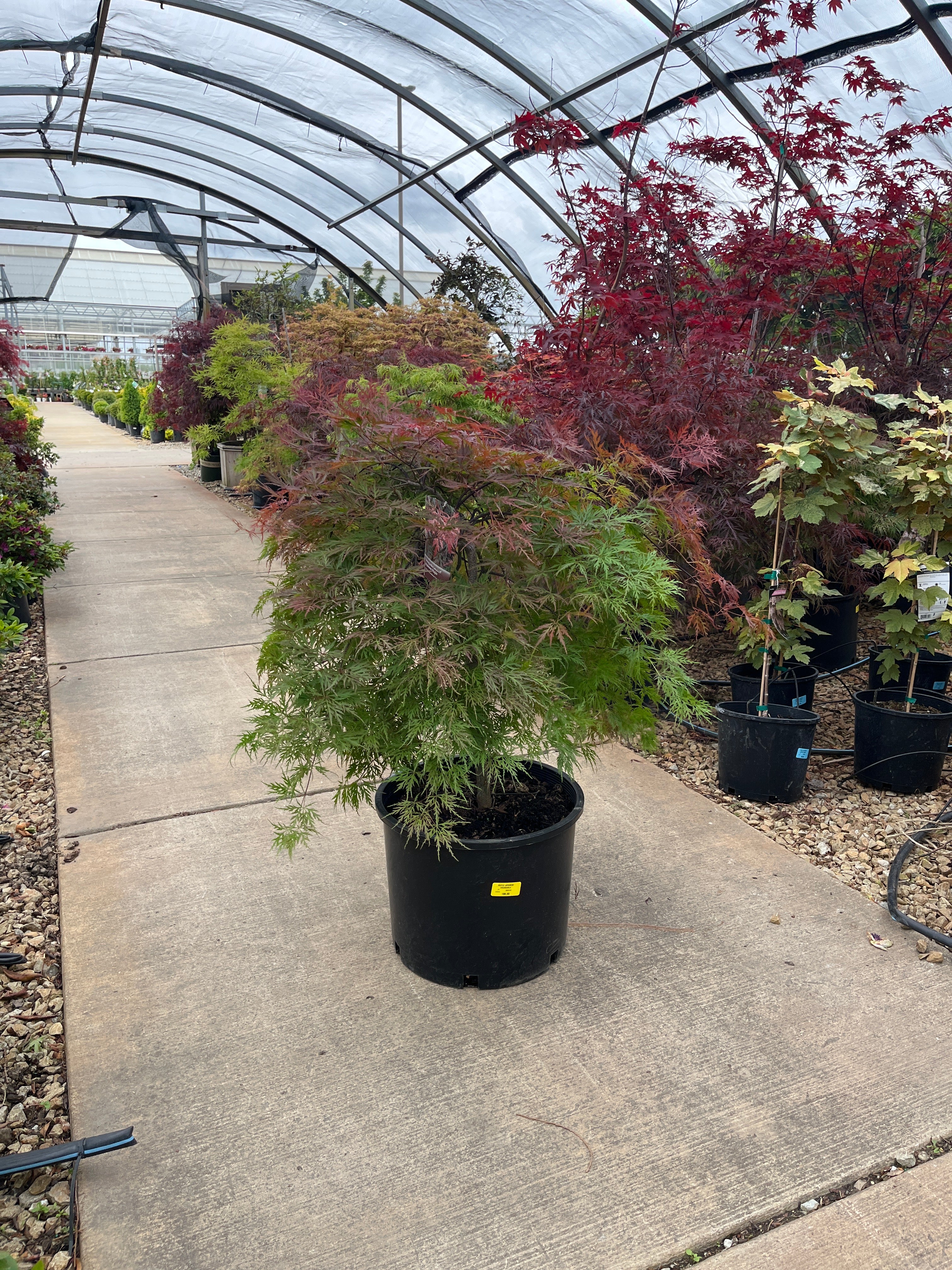 Orangeola Laceleaf Japanese Maple - Acer palmatum - Potted Tree (Multiple Sizes) - Image 2
