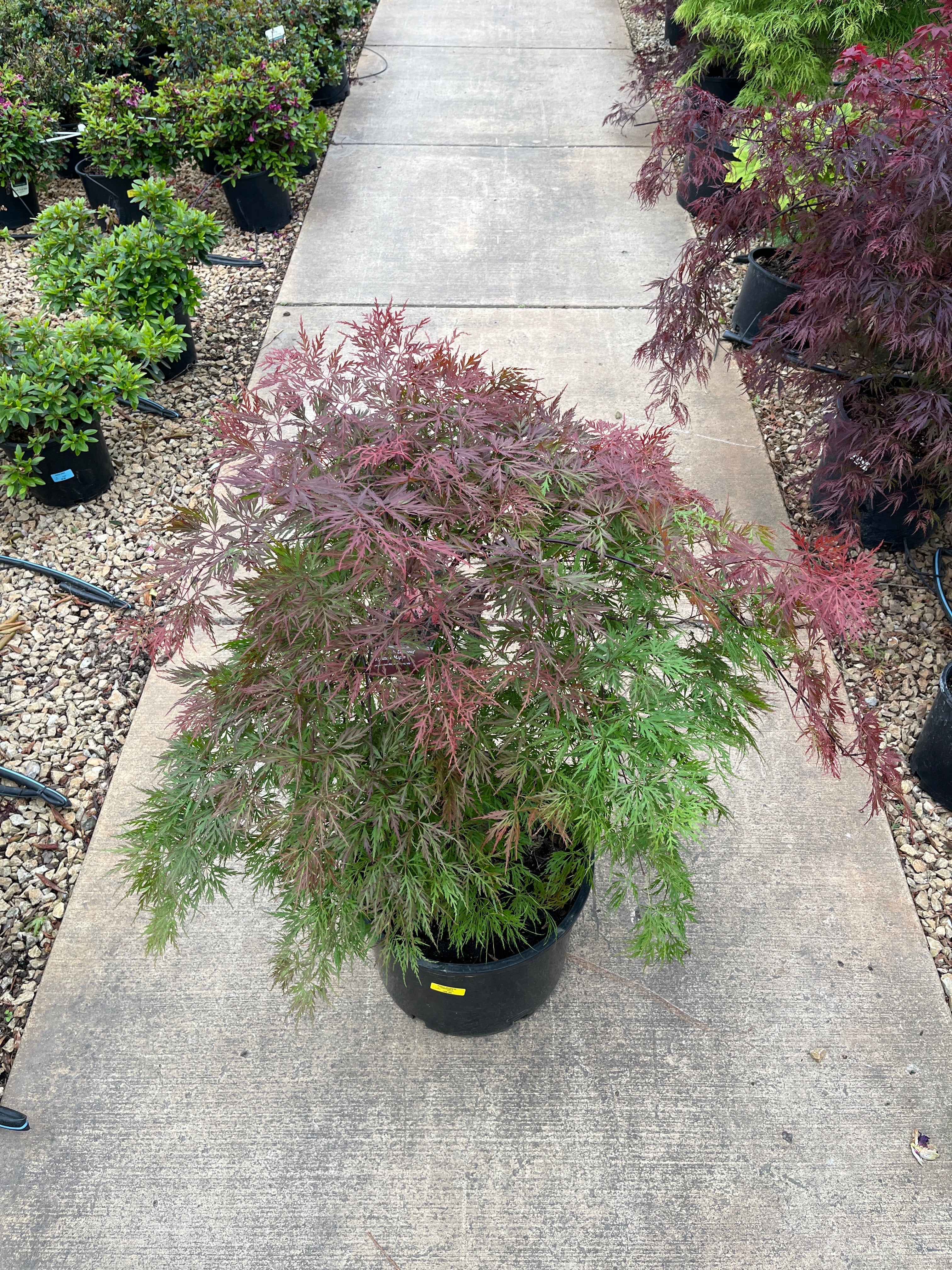 Orangeola Laceleaf Japanese Maple - Acer palmatum - Potted Tree (Multiple Sizes) - Image 3