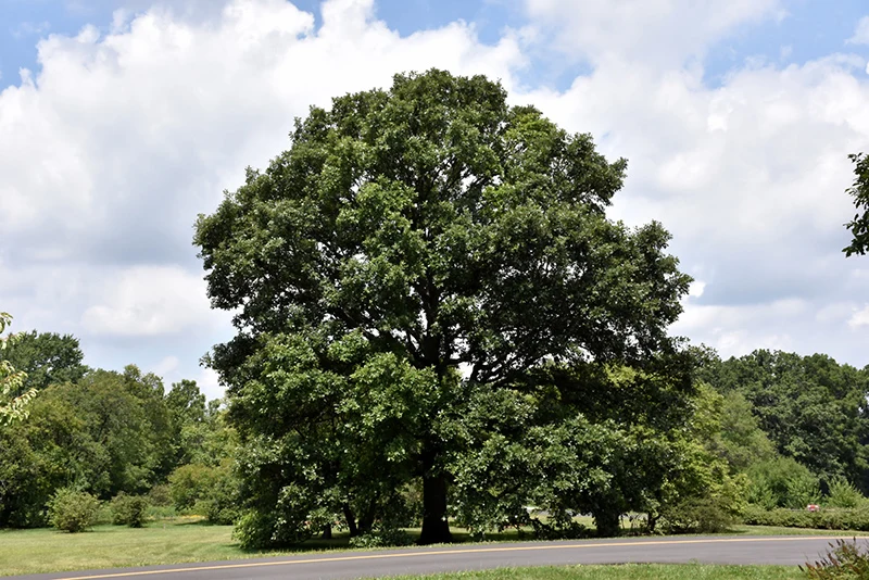 Swamp White Oak - Quercus bicolor - Ball & Burlap Tree (Multiple Sizes) - Image 3