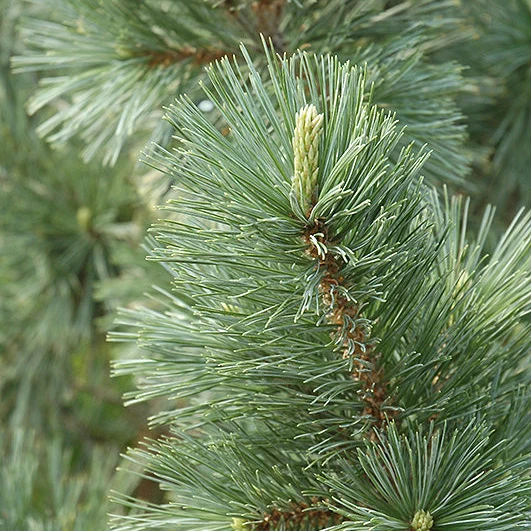 Vanderwolf's Pyramid Pine - Pinus flexilis - Ball & Burlap Tree (Multiple Sizes) - Image 2