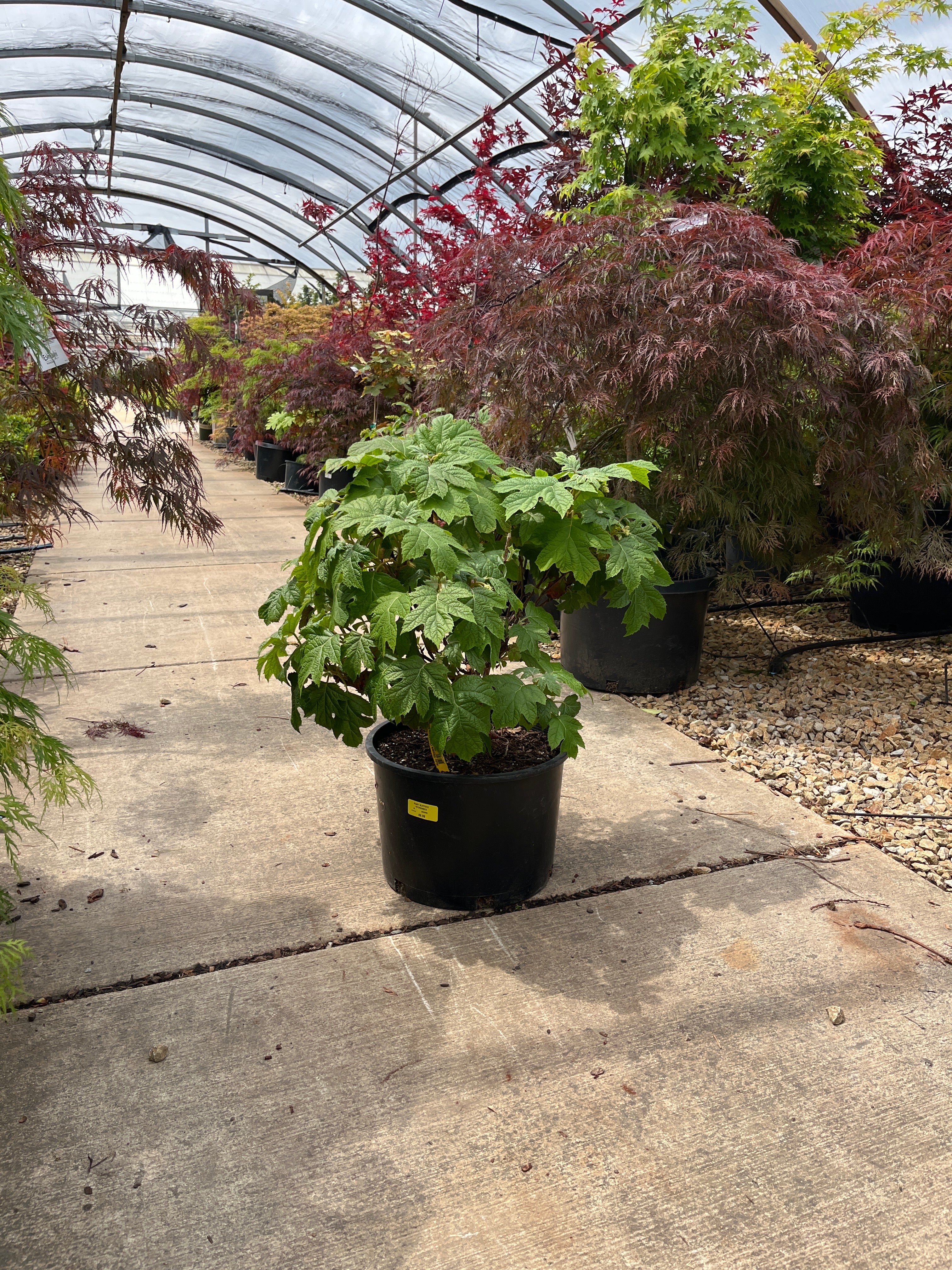 Hydrangea Oak Leaf Ruby Slippers -  Hydrangea quercifolia - 6 Gallon Potted Shrub - Image 2