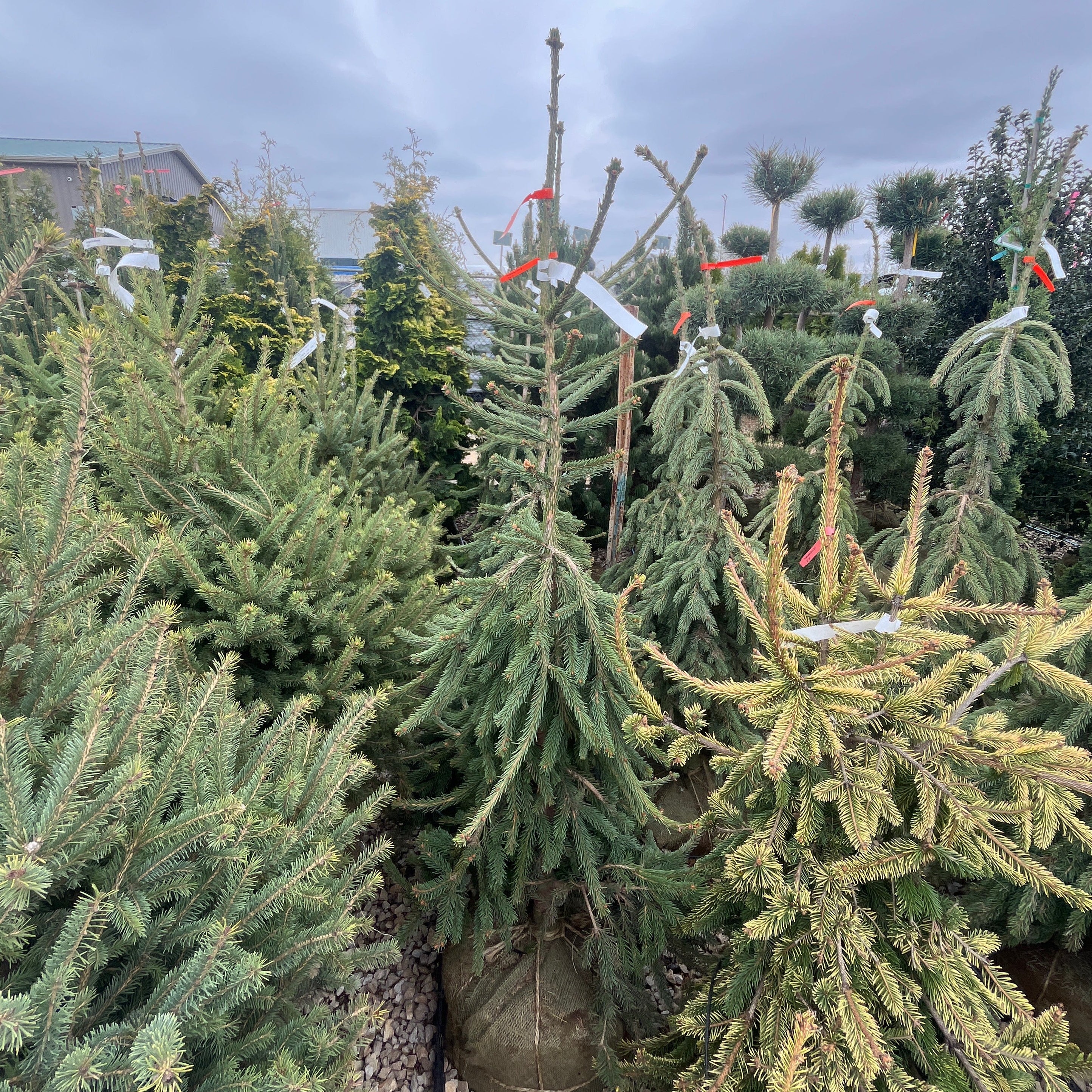Frohburg Norway Spruce - Picea abies - 4-5 Foot Ball & Burlap Tree - Image 3