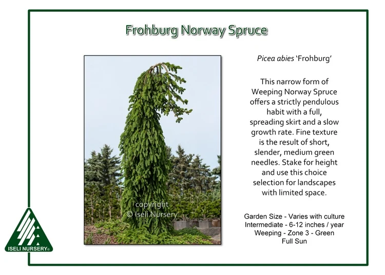Frohburg Norway Spruce - Picea abies - 4-5 Foot Ball & Burlap Tree - Image 4