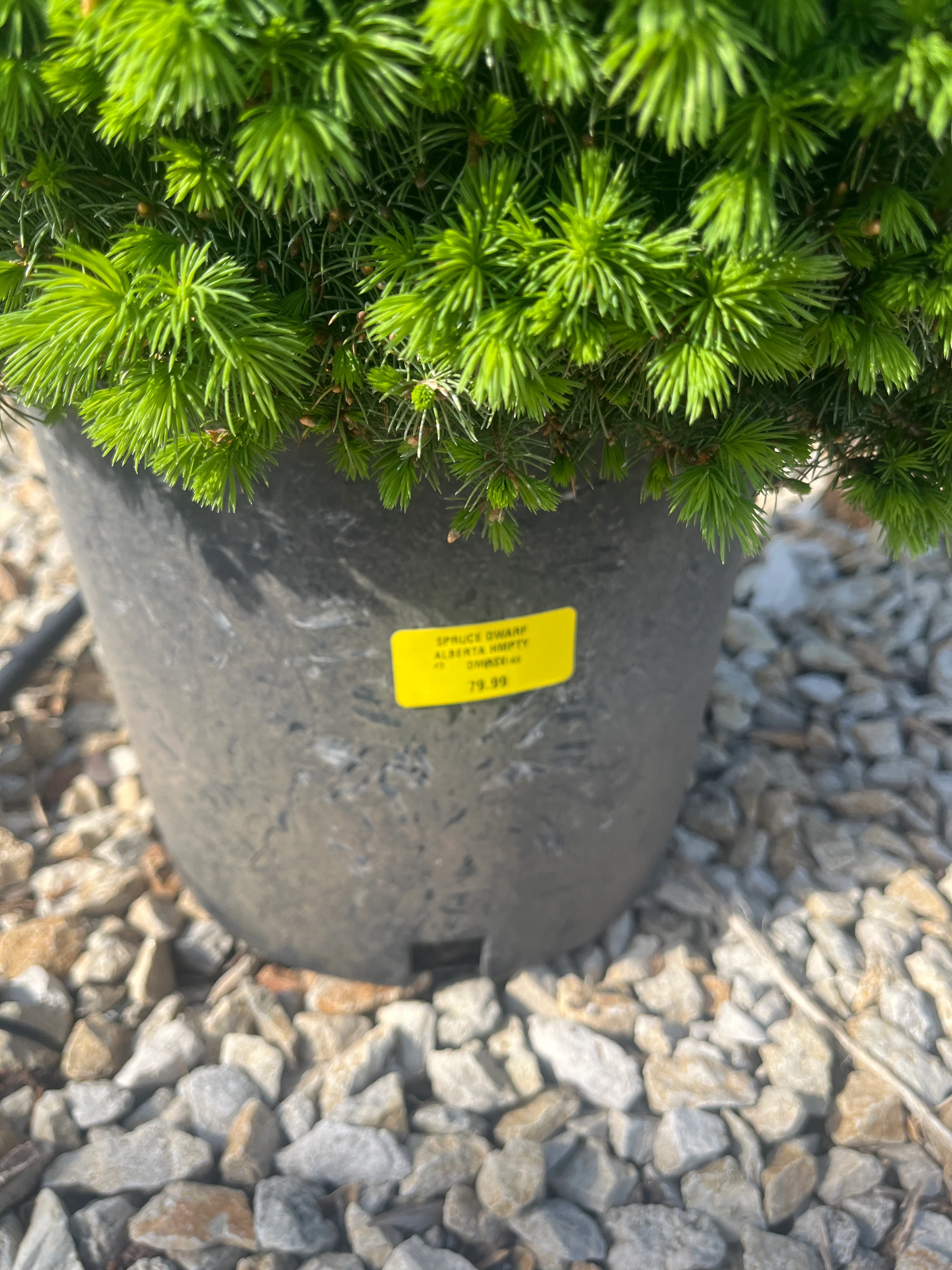 Humpty Dumpty Spruce - Picea glauca - 3# Potted Shrub - Image 2