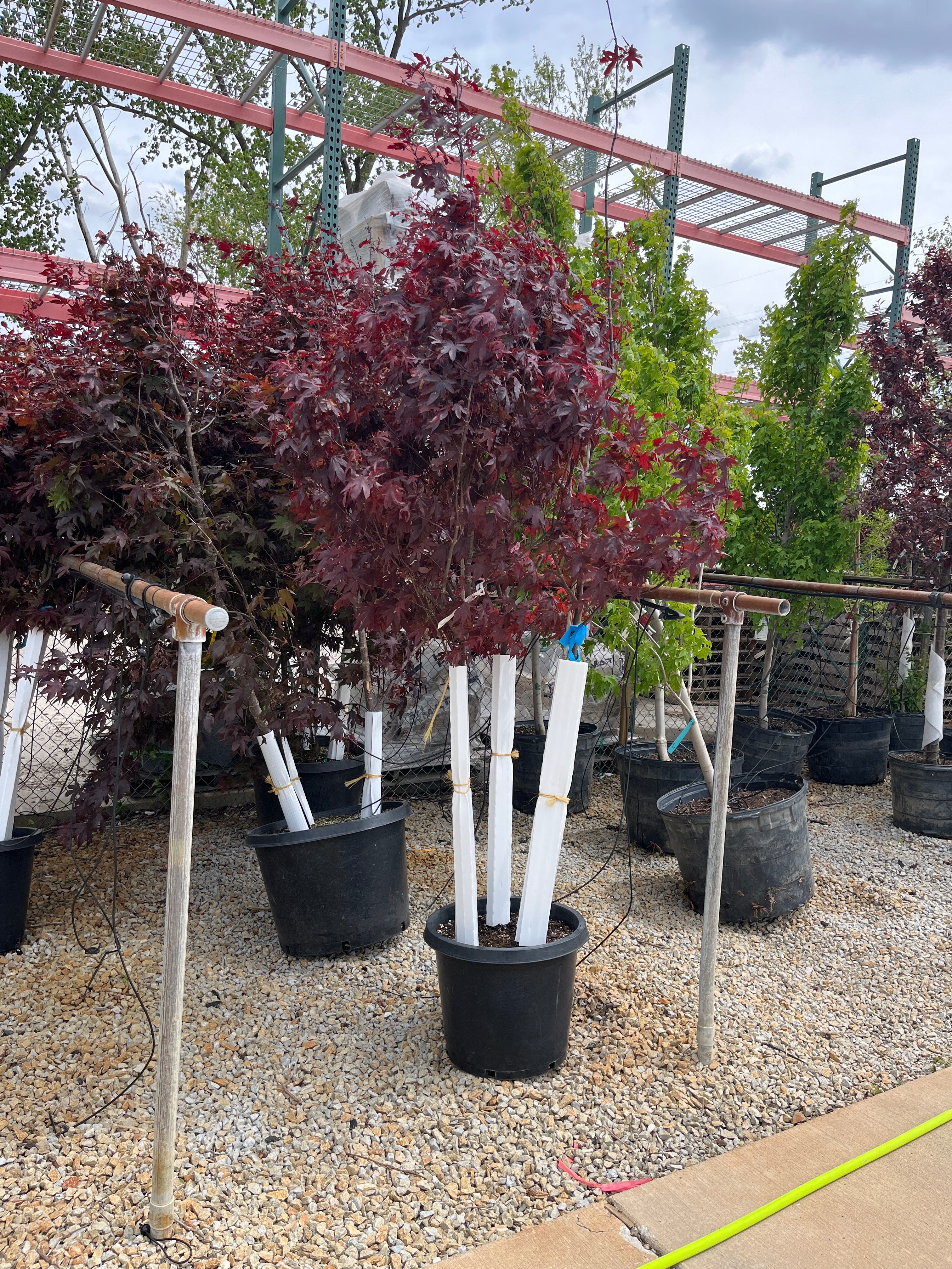 Bloodgood Japanese Maple Clump  - Acer palmatum - Potted Tree (Multiple Sizes) - Image 2