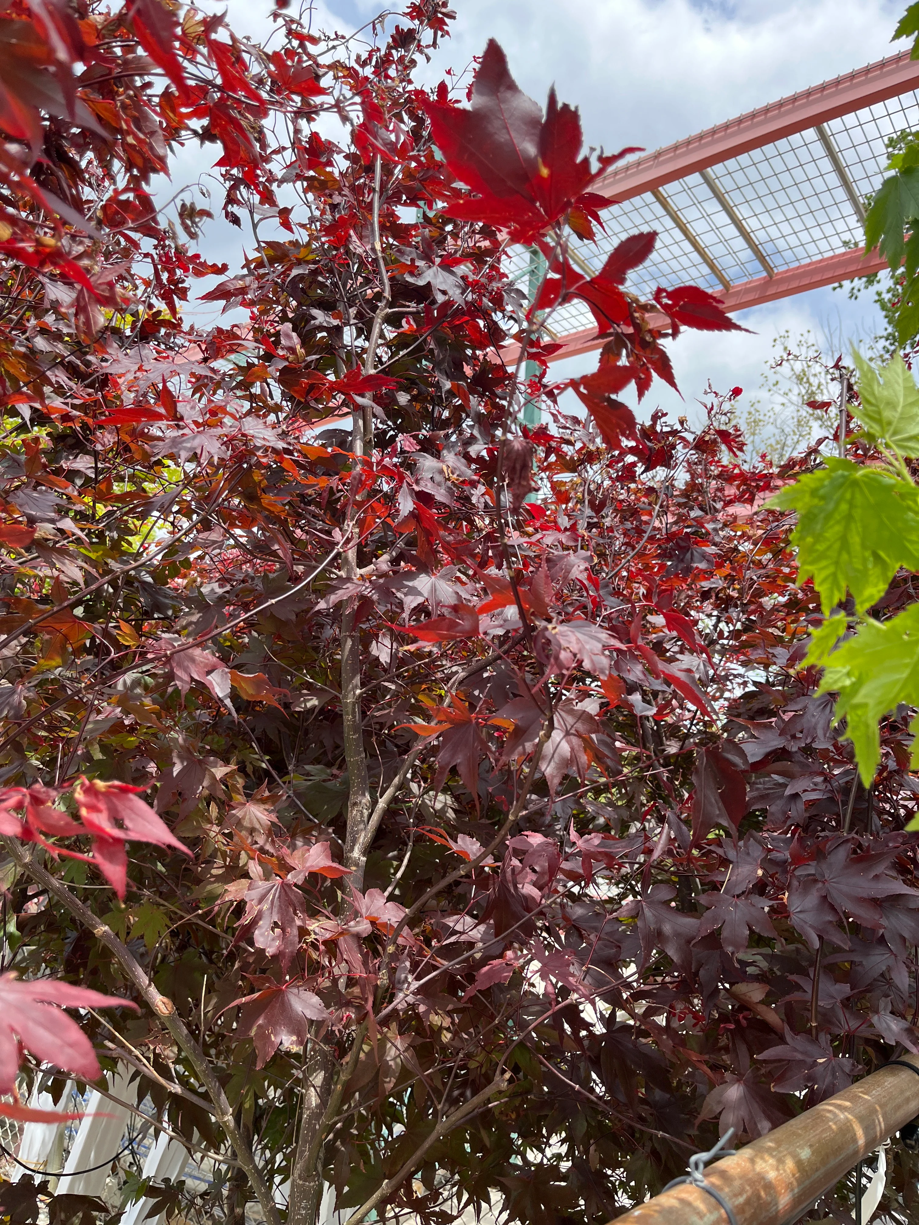 Bloodgood Japanese Maple Clump  - Acer palmatum - Potted Tree (Multiple Sizes) - Image 5