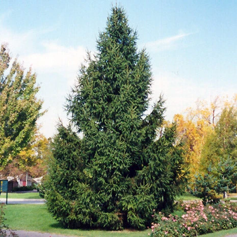 Norway Spruce - Picea abies - 20 Gallon Potted Evergreen Tree - Image 2