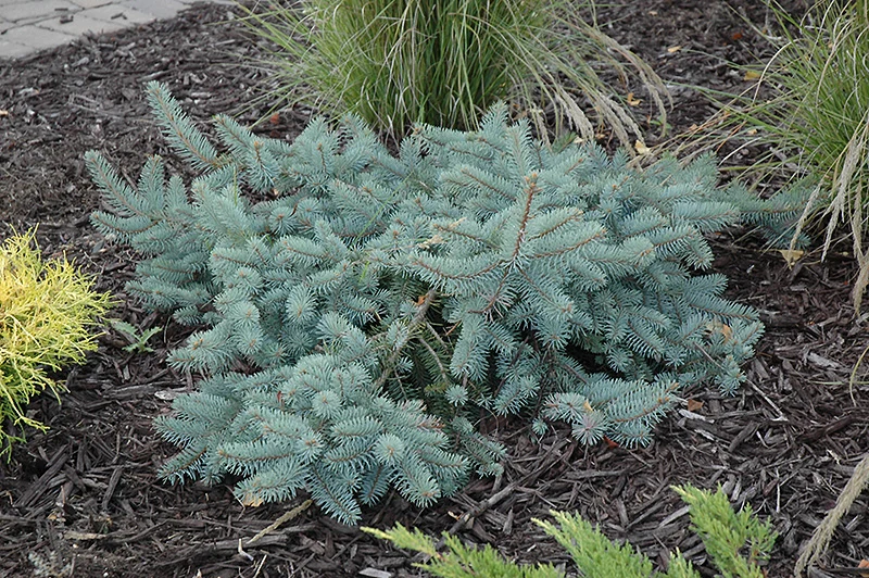 Procumbens Blue Spruce - Picea pungens - 6 Gallon Potted Shrub - Image 3