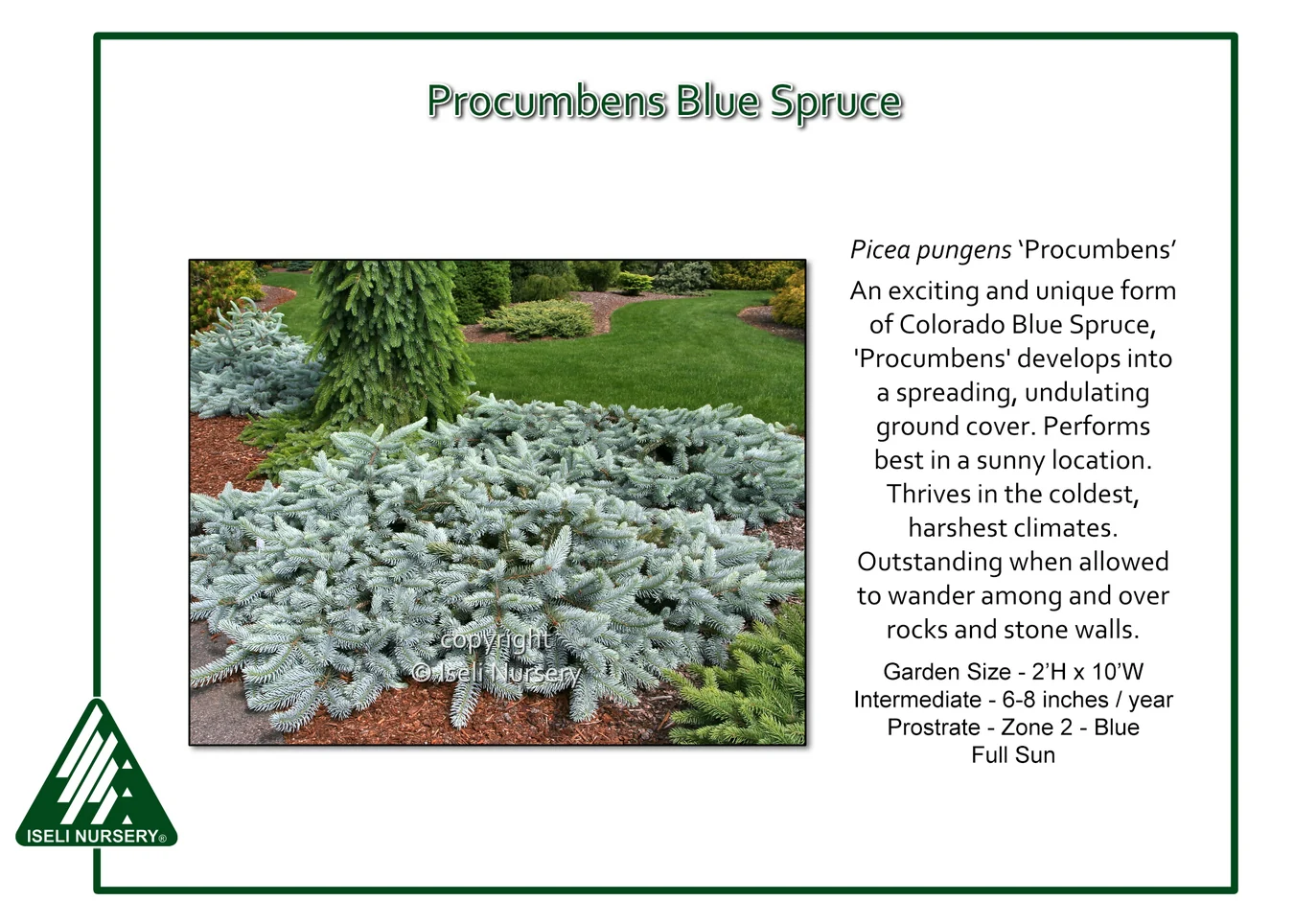 Procumbens Blue Spruce - Picea pungens - 6 Gallon Potted Shrub - Image 4