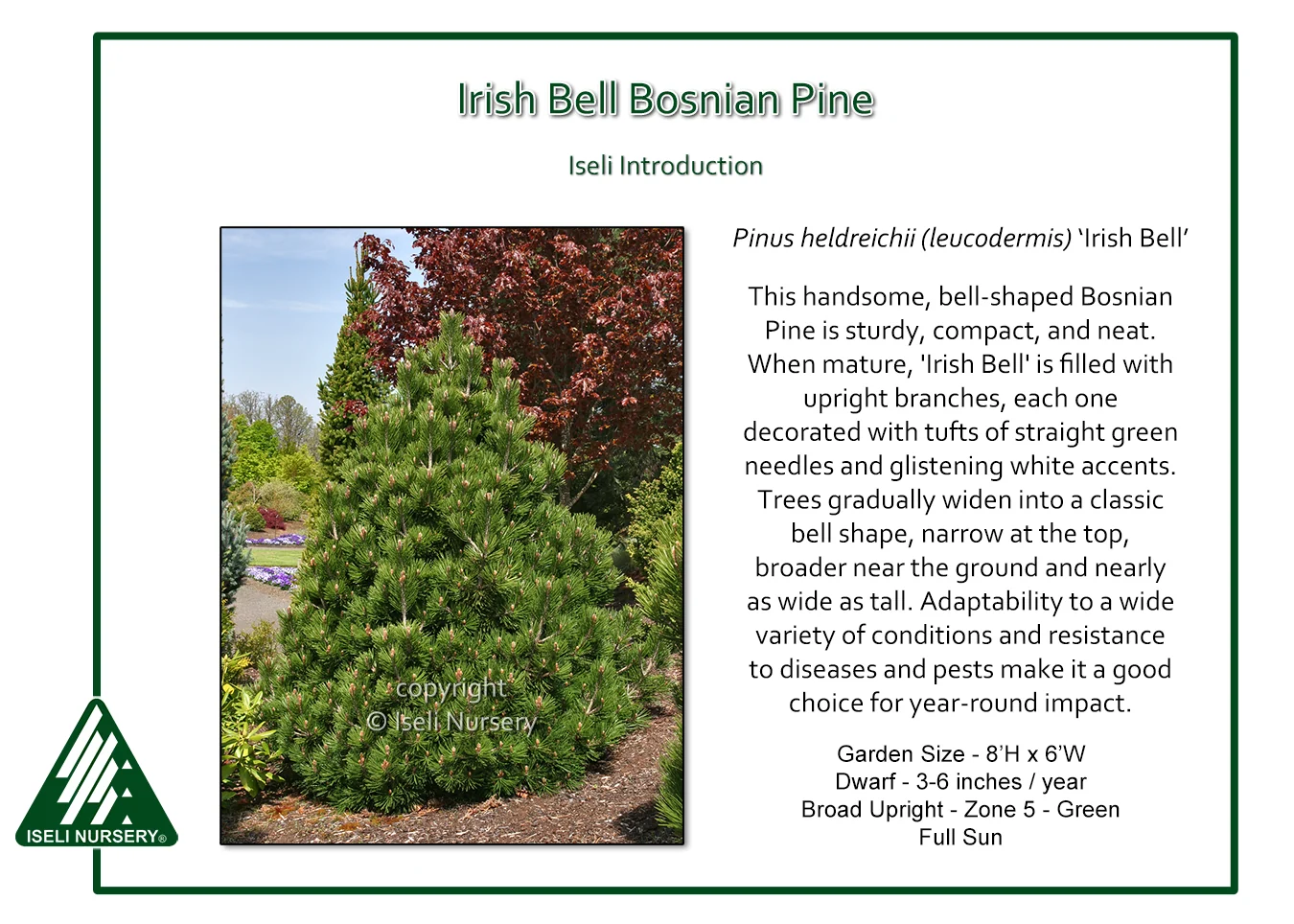 Irish Bell Bosnian Pine - Pinus heldreichii - 20 Gallon Potted Tree - Image 2
