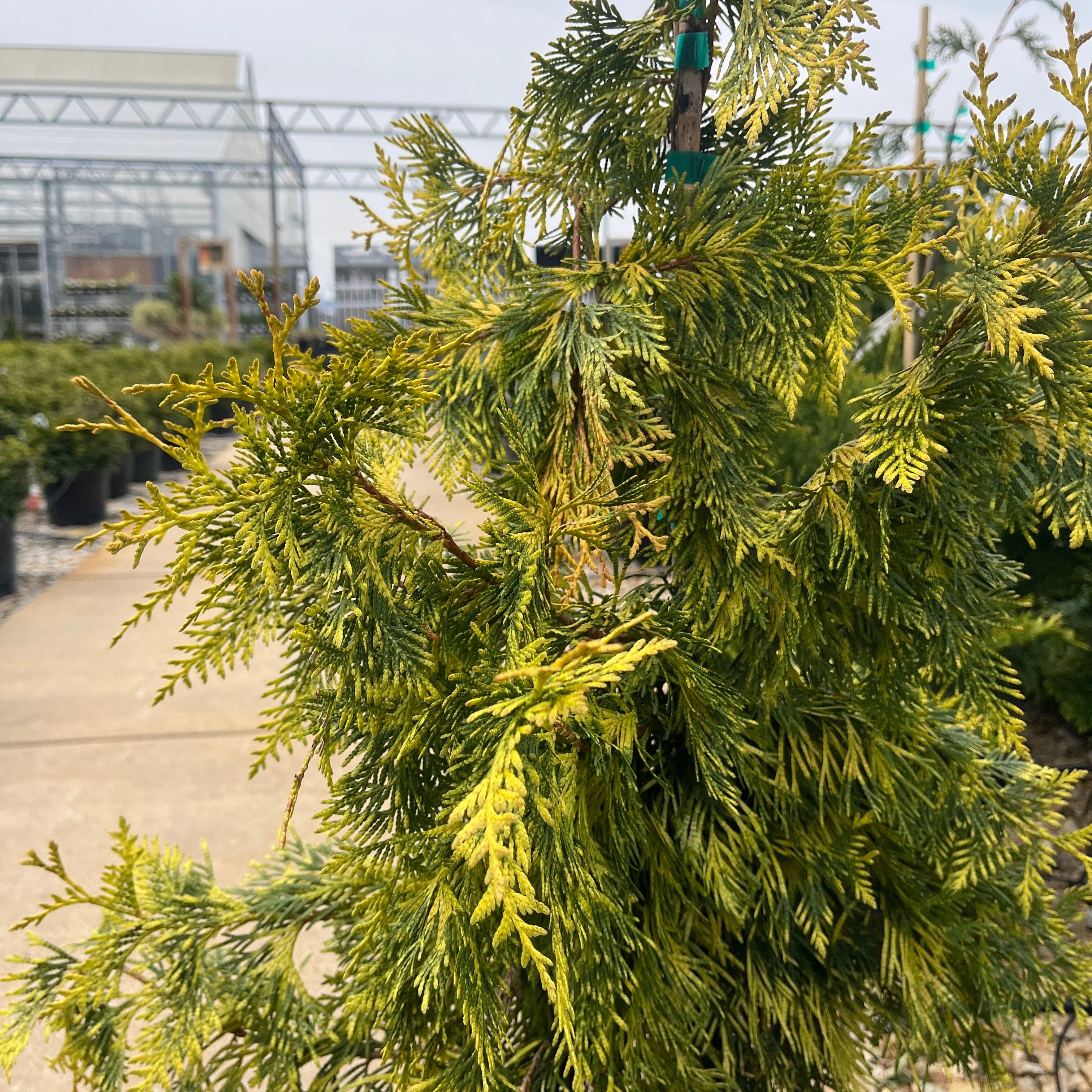 Lucky Find Arborvitae - Thuja plicata - Potted Tree (Multiple Sizes) - Image 3