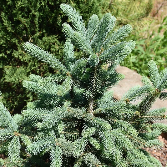 Skinny Blue Genes™ Black Hills Spruce - Picea glauca 'Westervelt' - 20 Gallon Potted Evergreen Tree - Image 3