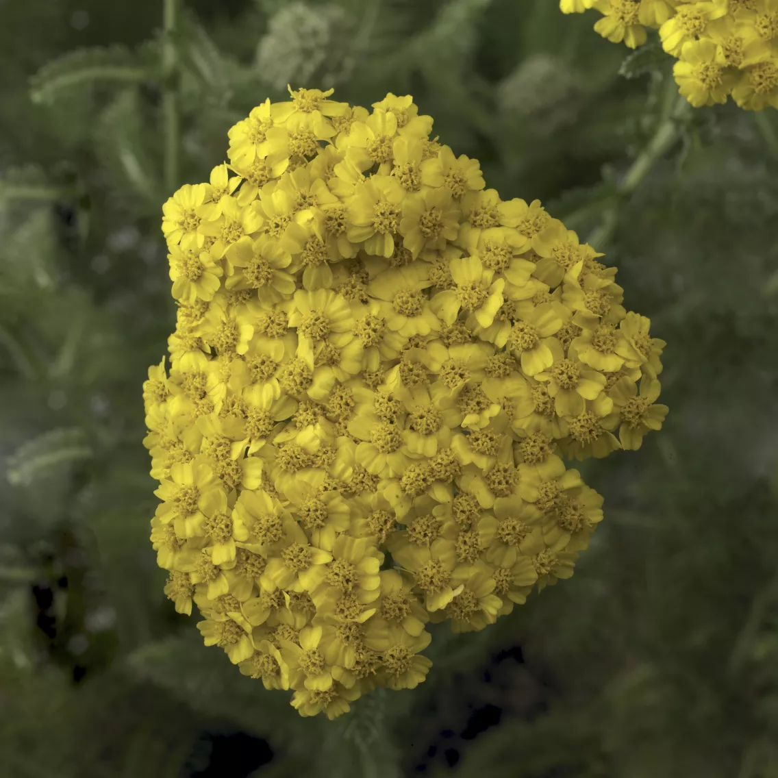 Achillea Yarrow Desert Eve Yellow - 8" Potted Perennial - Image 2