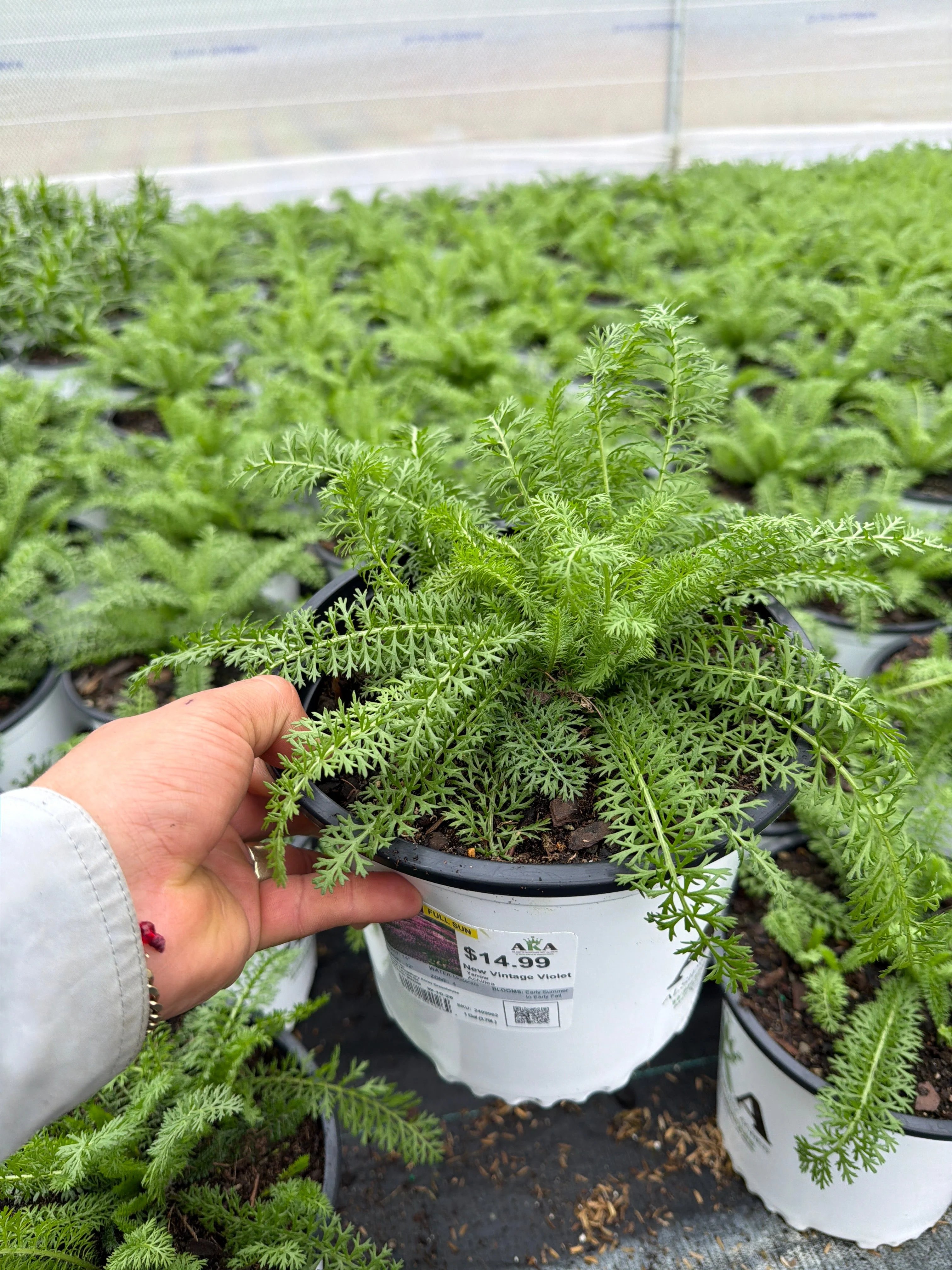 Achillea Yarrow New Vintage Violet - 8" Potted Perennial - Image 3