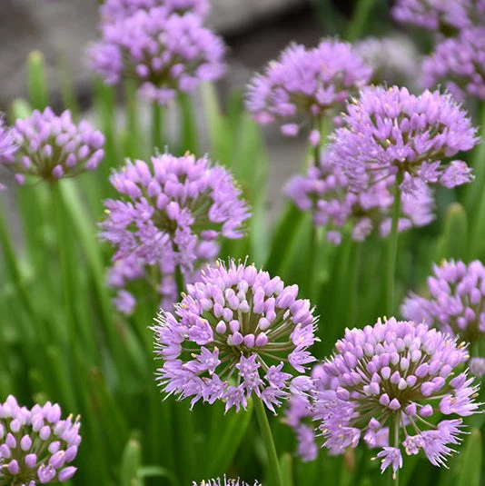 Allium Ornamental Onion Summer Beauty - 8" Potted Perennial