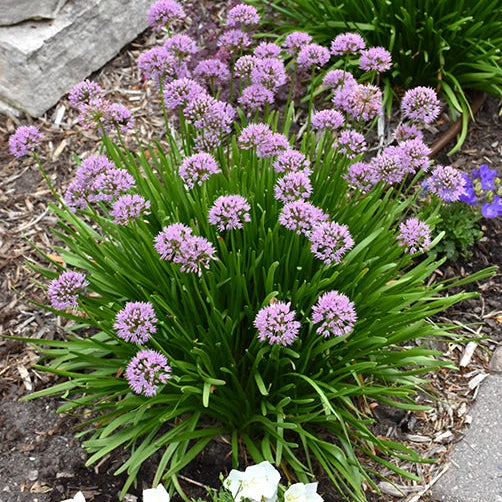 Allium Ornamental Onion Summer Beauty - 8" Potted Perennial - Image 2