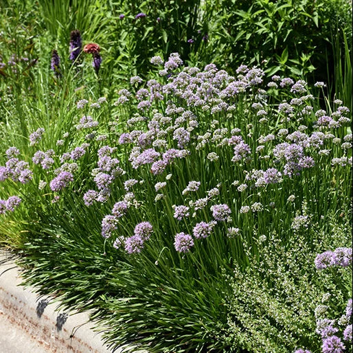 Allium Ornamental Onion Summer Beauty - 8" Potted Perennial - Image 3