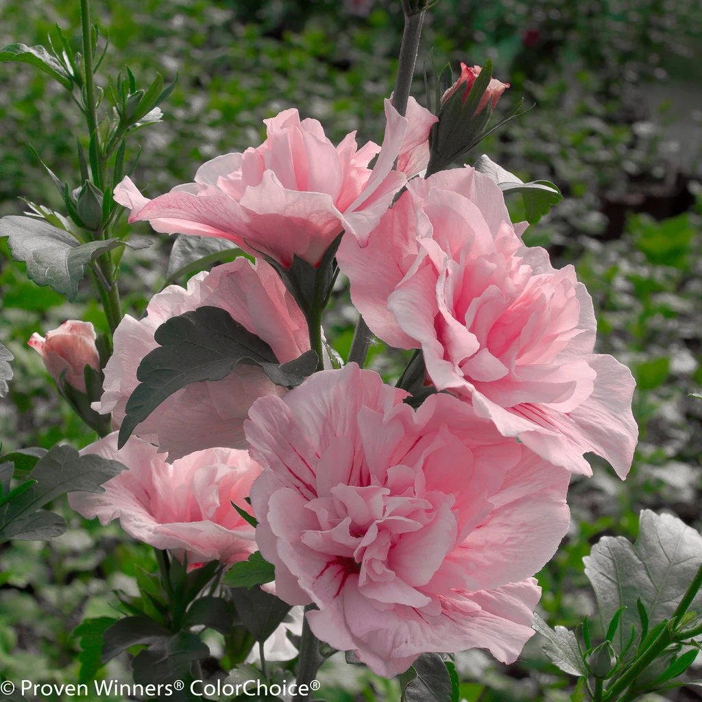 Althea Pink Chiffon, Rose of Sharon - 3 Gallon Pot - Image 2
