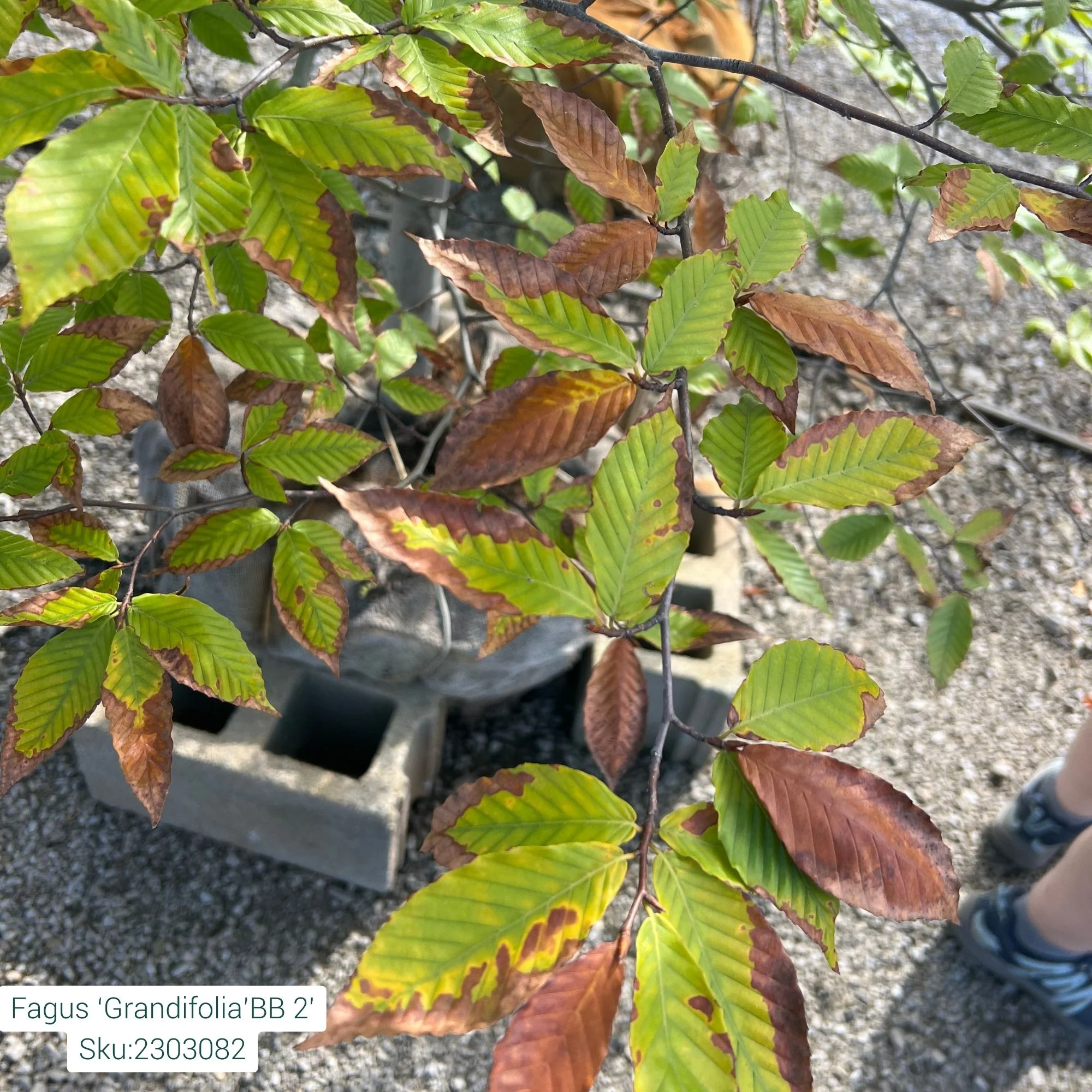 American Beech - Fagus grandifolia - 2" Caliper Ball & Burlap Tree - Image 2