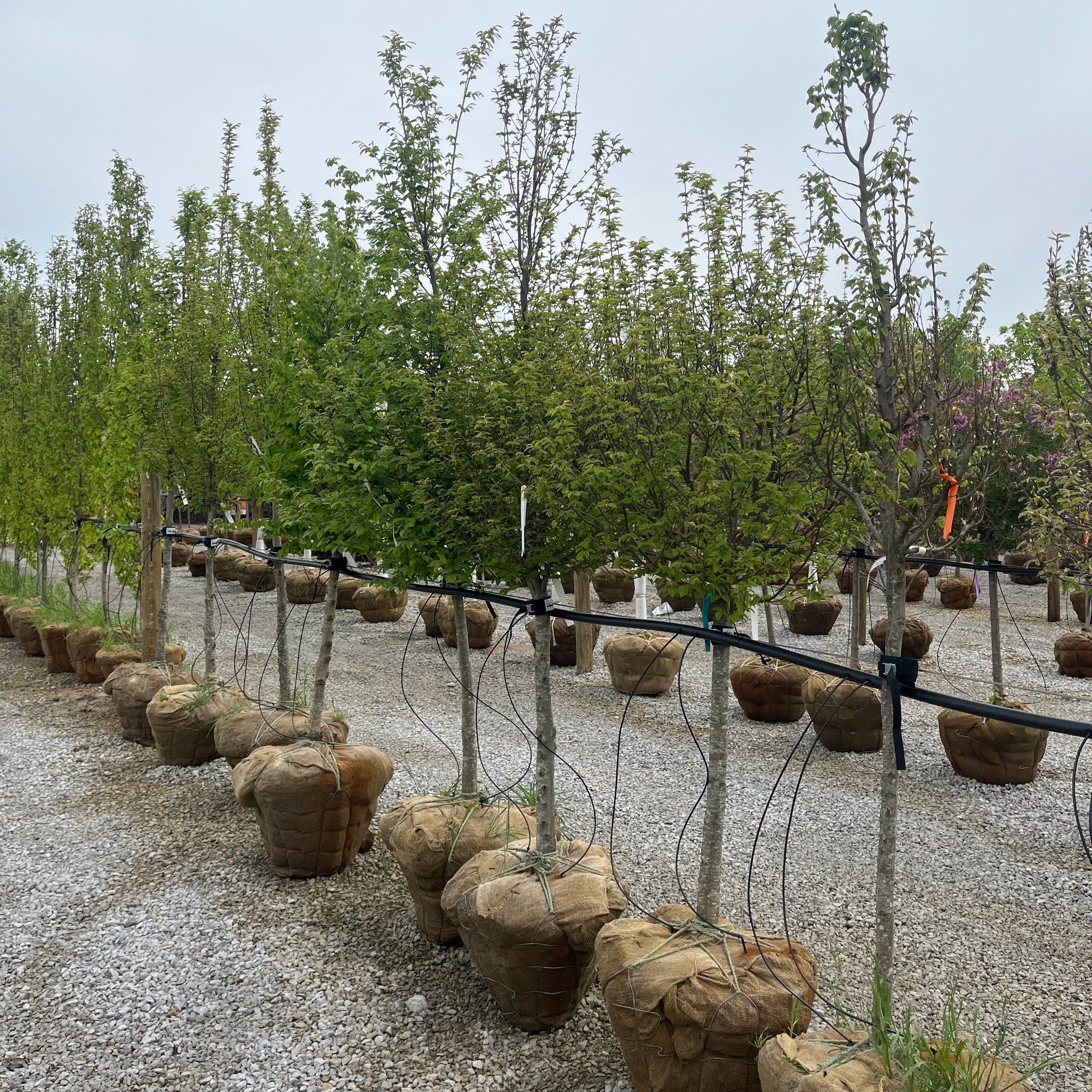 American Hornbeam - Carpinus caroliniana - Ball & Burlap Tree (Multiple Sizes)