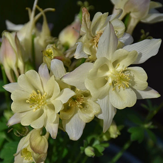 Aquilegia Columbine Early Bird Yellow - 8" Potted Perennial