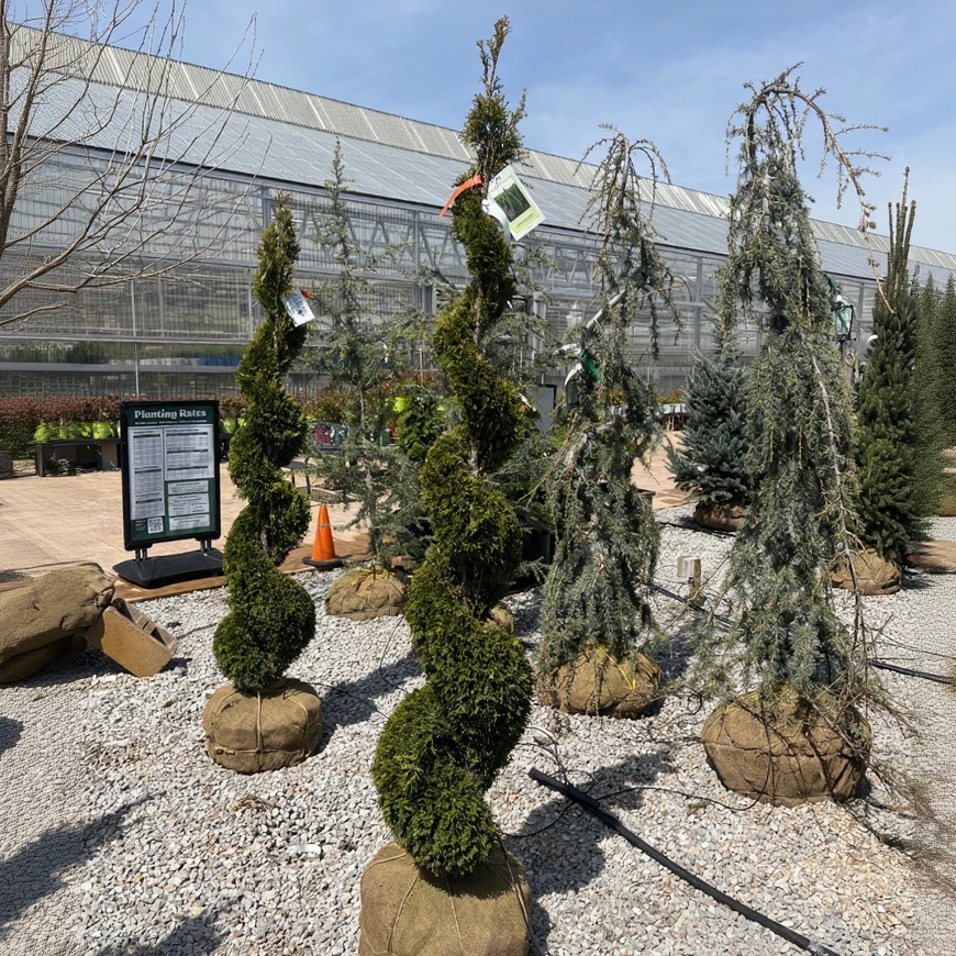 Emerald Green Arborvitae (Spiral) - Thuja occidentalis 'Smaragd' - Ball & Burlap Topiary Tree (Multiple Sizes) - Image 3