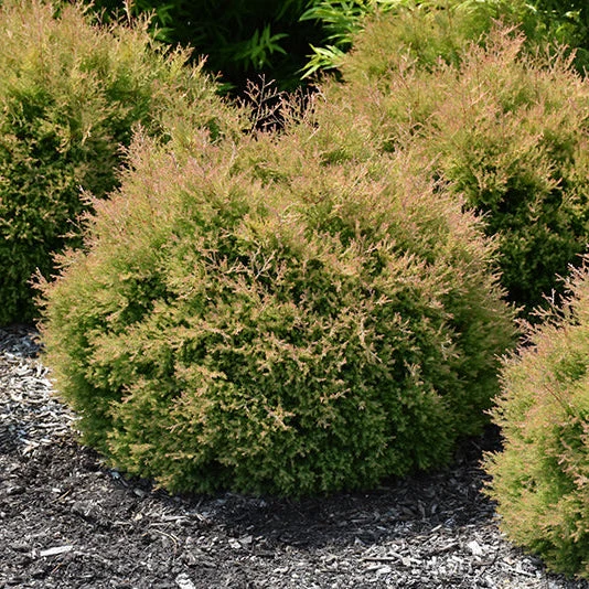 Thuja Fire Chief - 3 Gallon Potted Evergreen Shrub