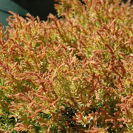 Thuja Fire Chief - 3 Gallon Potted Evergreen Shrub - Image 2