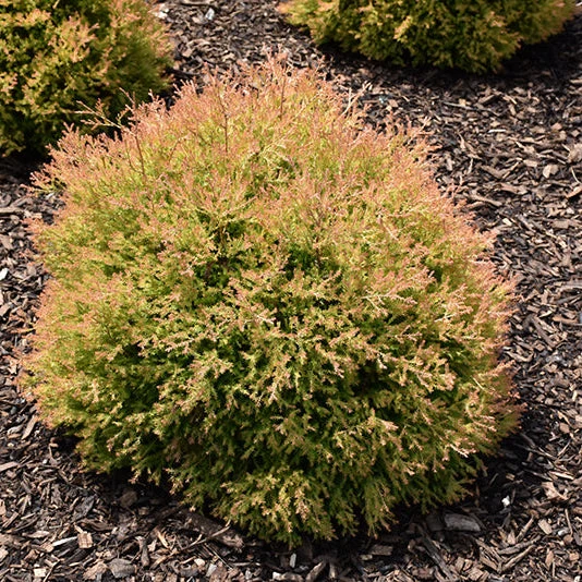 Thuja Fire Chief - 3 Gallon Potted Evergreen Shrub - Image 3