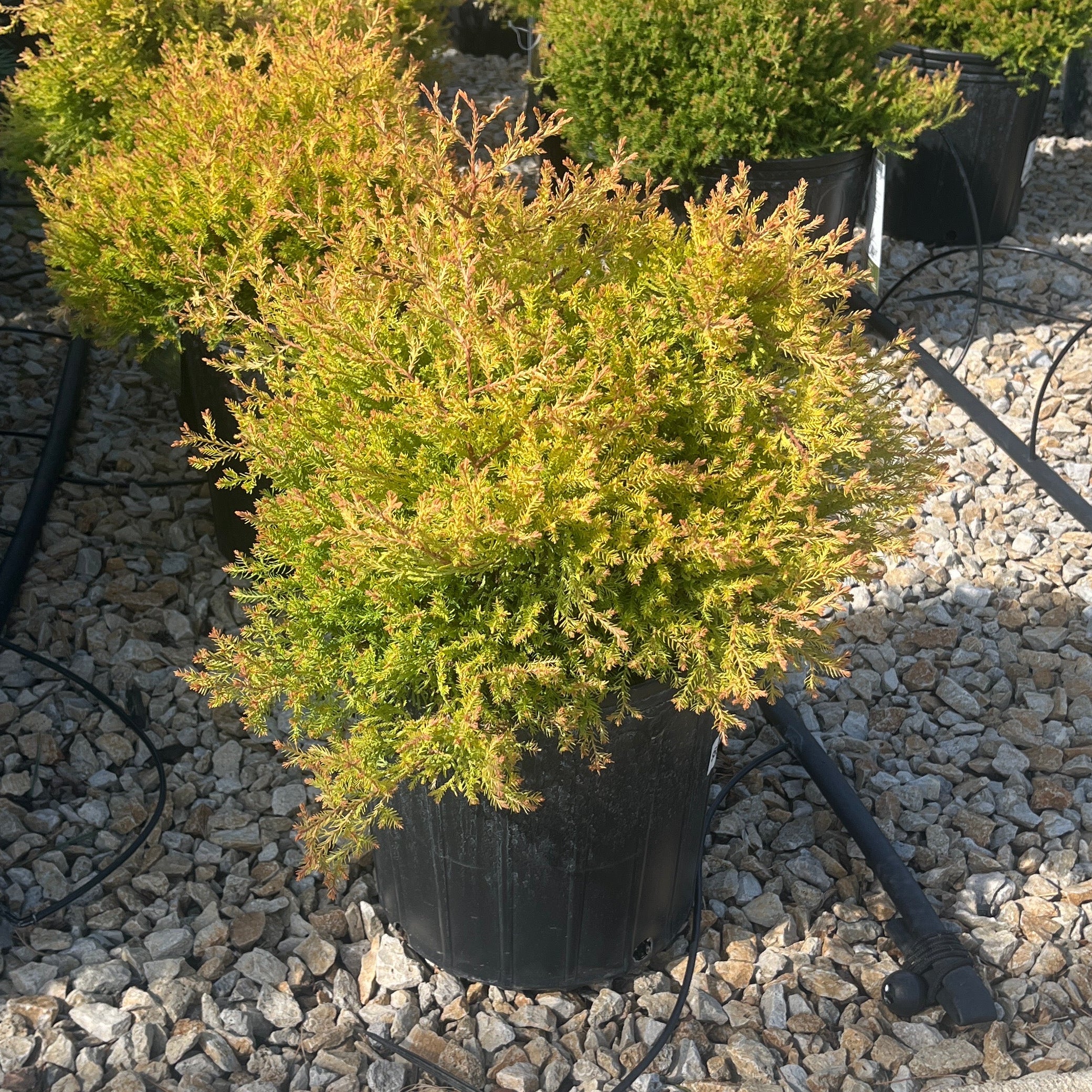 Thuja Fire Chief - 3 Gallon Potted Evergreen Shrub - Image 4