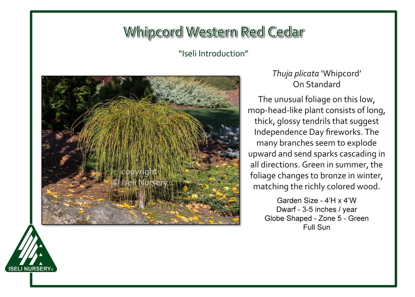 Arborvitae (Thuja), 'Whipcord' - 3 Gallon Standard Form Potted Topiary - Image 3