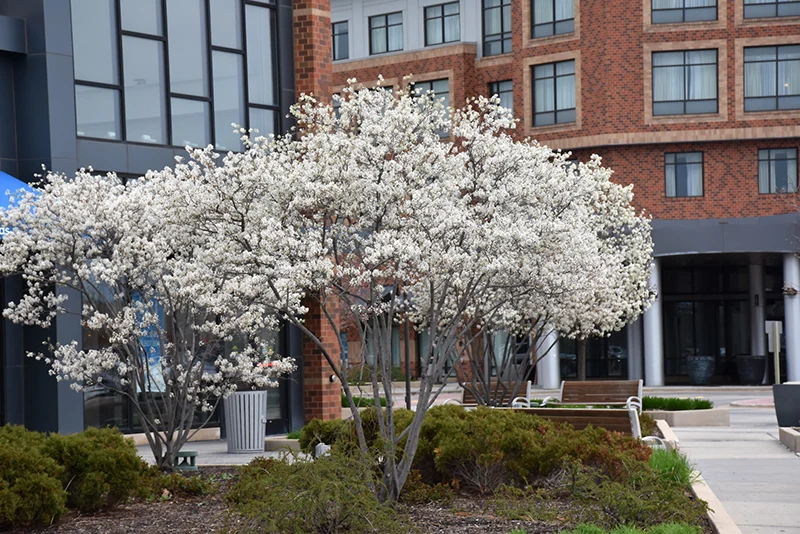 Autumn Brilliance Serviceberry (Clump) - Amelanchier x grandiflora - Ball & Burlap Tree (Multiple Sizes) - Image 6