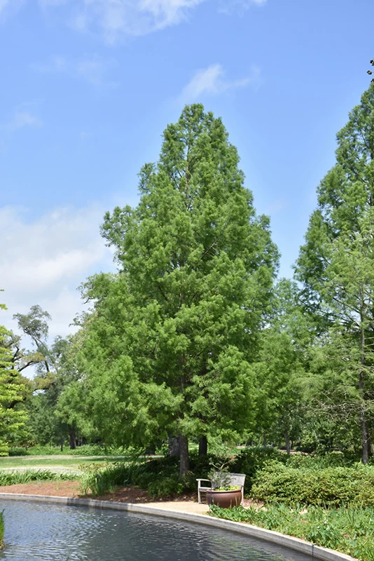 Baldcypress - Taxodium distichum - Ball & Burlap Tree (Multiple Sizes) - Image 3