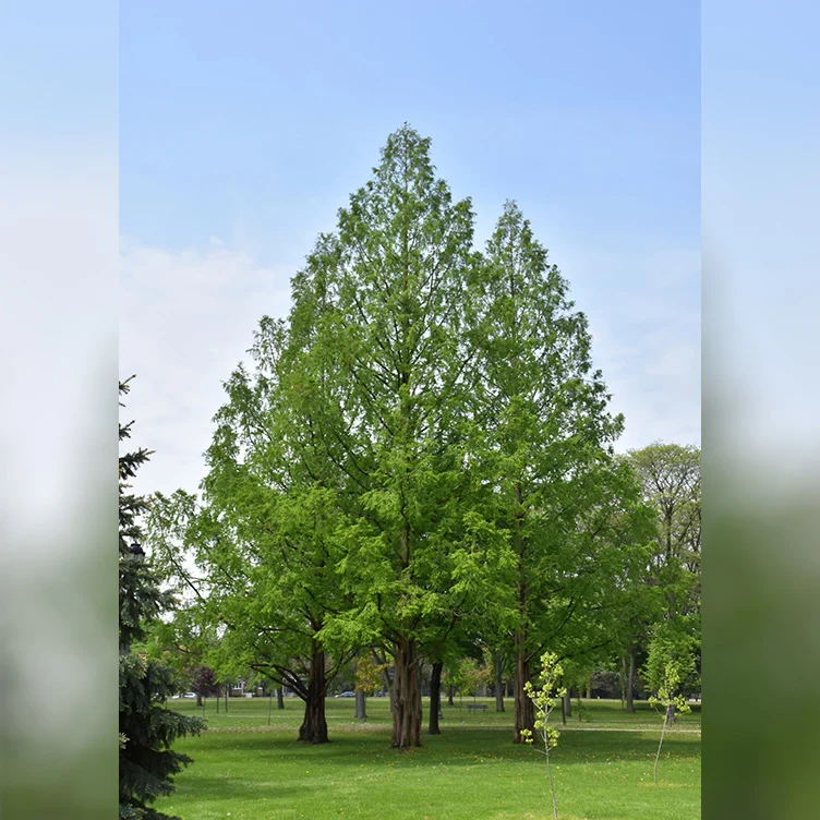 Baldcypress - Taxodium distichum - Ball & Burlap Tree (Multiple Sizes) - Image 4