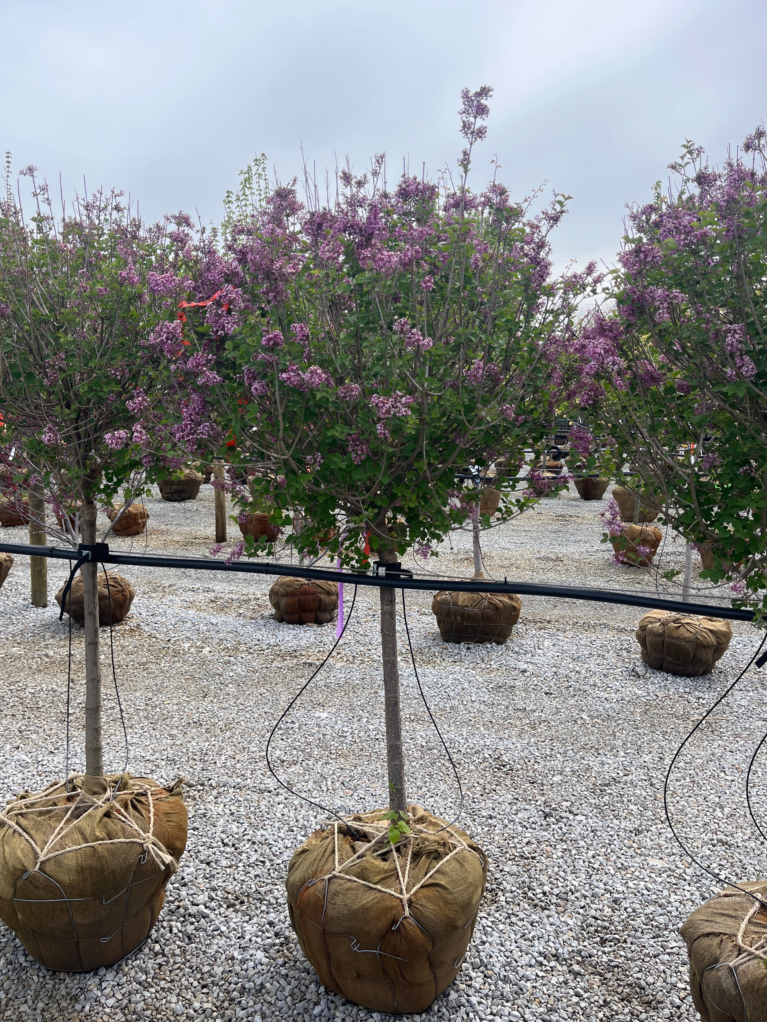 Bloomerang® Dark Purple Lilac - Syringa - Ball & Burlap Shrub (Multiple Sizes) - Image 2