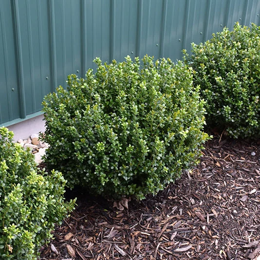 Buxus NewGen Freedom - 3 Gallon Potted Evergreen Shrub - Image 2
