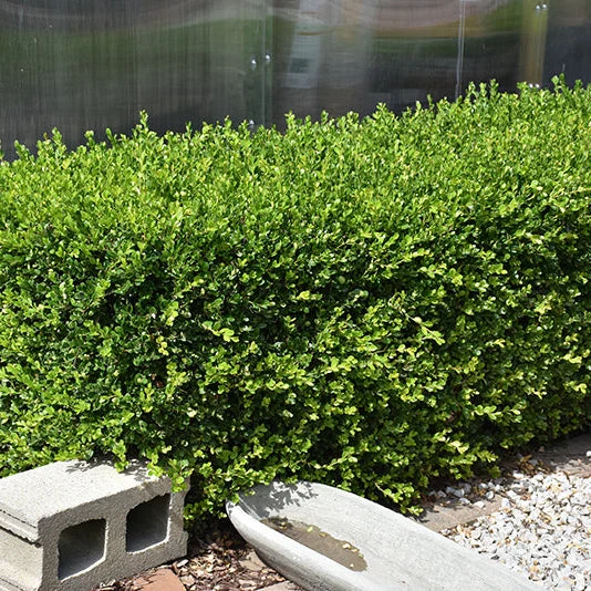 Buxus NewGen Independence - 3 Gallon Potted Evergreen Shrub - Image 2