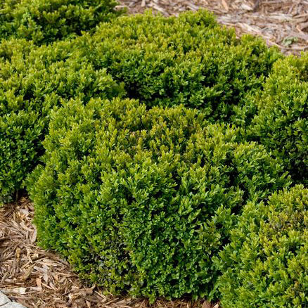 Buxus Green Velvet - 3 Gallon Potted Evergreen Shrub - Image 6