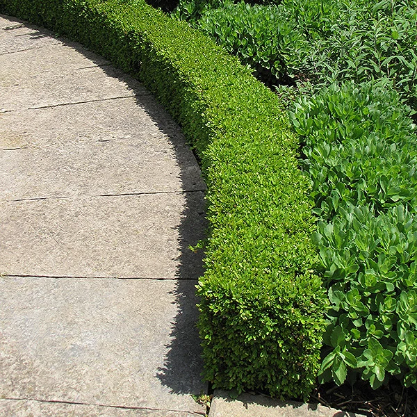Green Velvet Boxwood - Buxus sp. - 18-21" Ball & Burlap Evergreen Shrub - Image 2