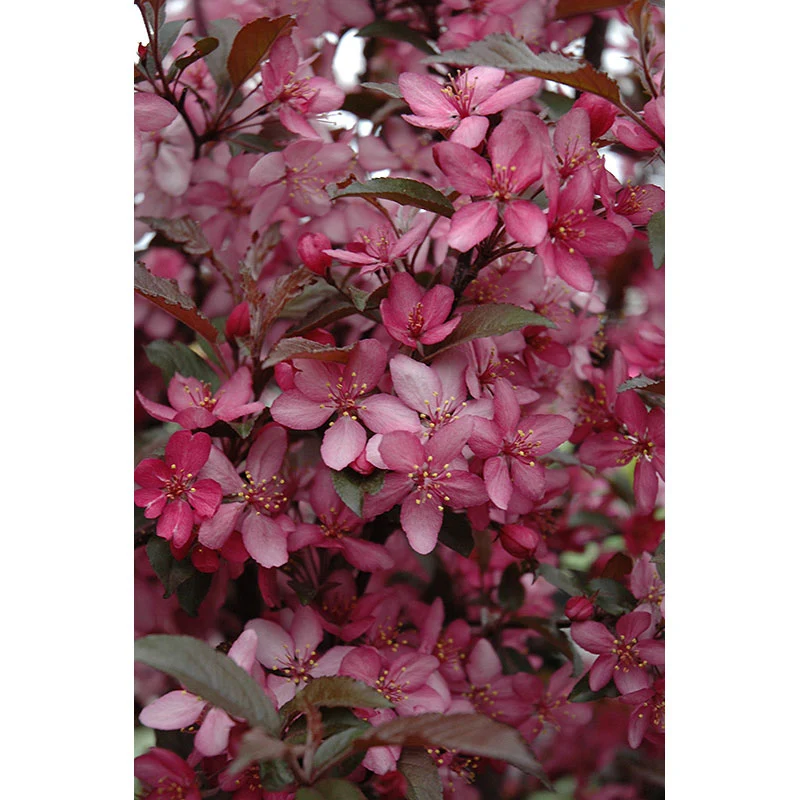 Royal Raindrops® Flowering Crab - Malus - 2" Caliper Ball & Burlap Tree - Image 3