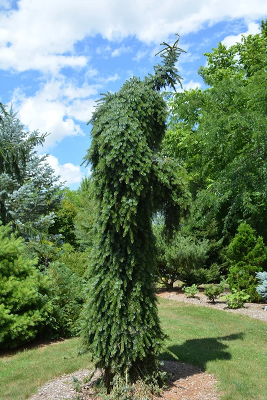 Bruns Weeping Spruce - Picea omorika 'Pendula Bruns' - 7 Gallon Potted Tree