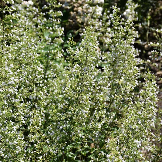 Calamintha Calamint White Cloud - 8" Potted Perennial