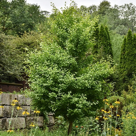 Chi Chi Dwarf Ginkgo - Ginkgo biloba - 5-6' Foot Ball & Burlap Tree