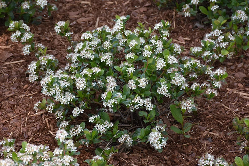 Aronia Low Scape Mound - 3 Gallon Pot