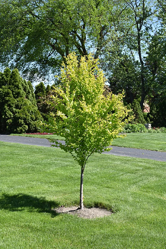 Claim Jumper Katsura Tree - Cercidiphyllum japonicum - 6 Gallon Potted Tree